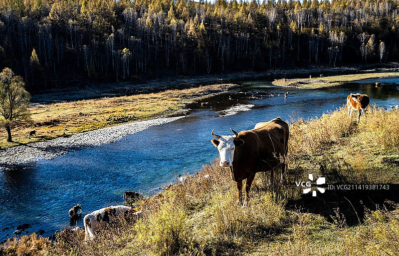 哈拉哈河畔图片素材