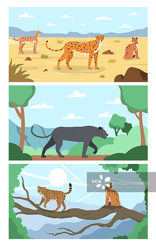 户外野生猫科动物组合图片素材
