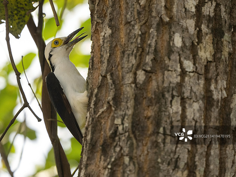 白色的啄木鸟图片素材