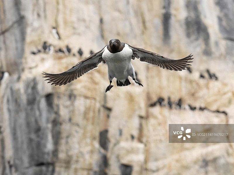 厚嘴海鸦图片素材