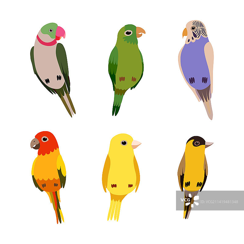 栖息的鸟类图片素材