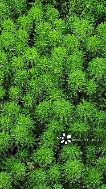 小米绿-北湖公园湖里的绿植图片素材