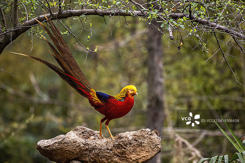 红腹锦鸡图片素材
