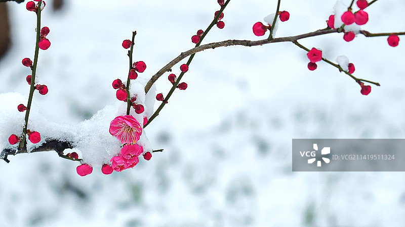 梅    花图片素材