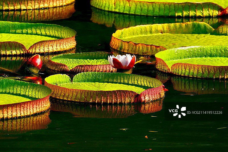 王莲盛开图片素材