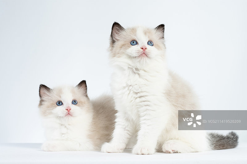 布偶猫图片素材