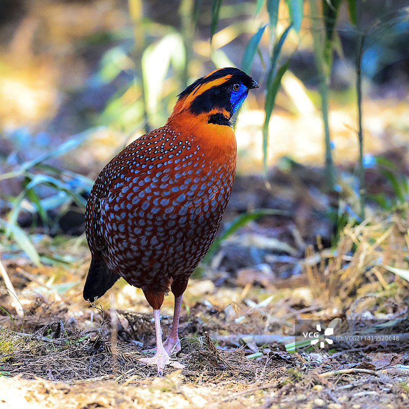 红腹角雉图片素材