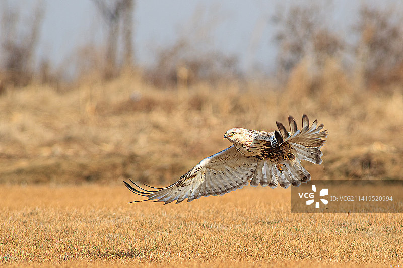 毛脚鵟图片素材