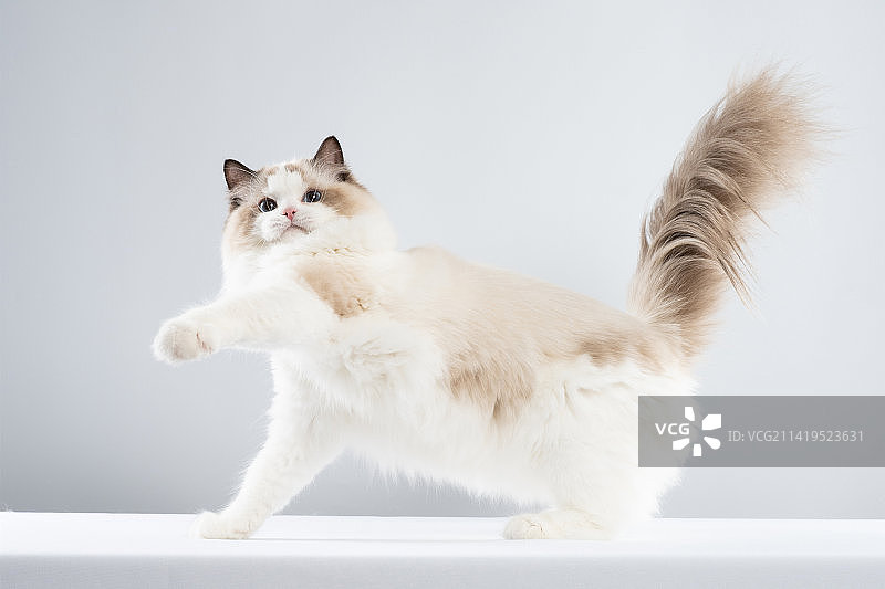 布偶猫图片素材