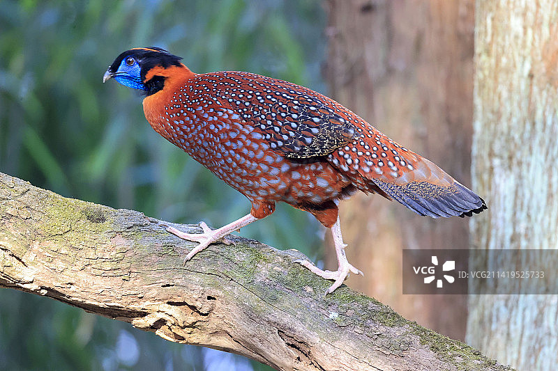 红腹角雉图片素材