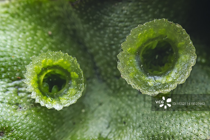 苔类地钱科植物胞芽杯图片素材