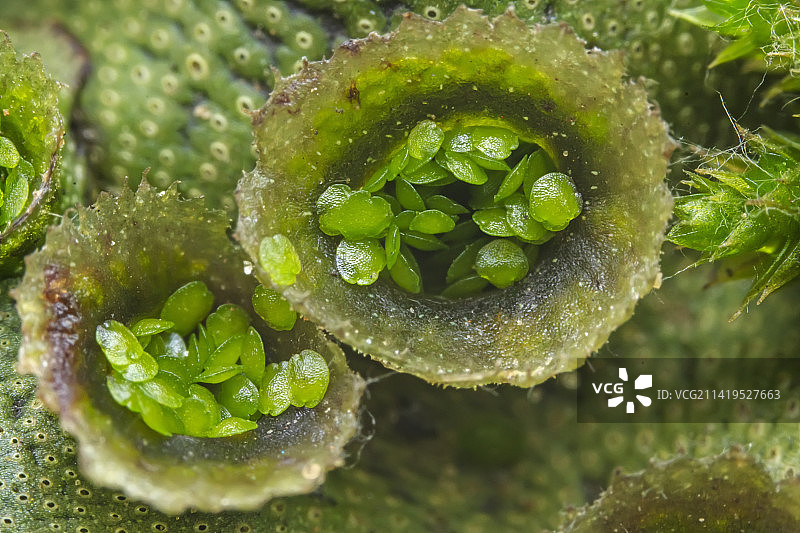 苔类地钱科植物胞芽杯图片素材