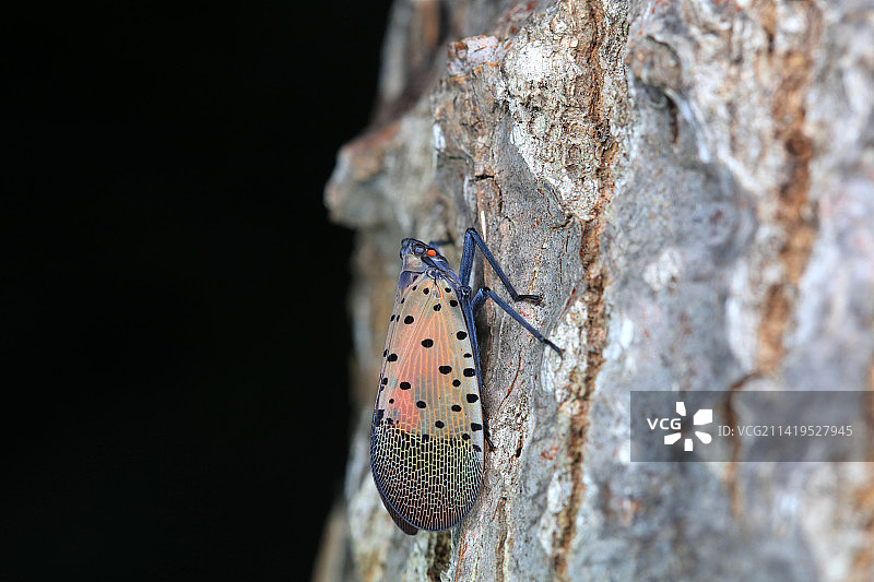 斑衣蜡蝉图片素材