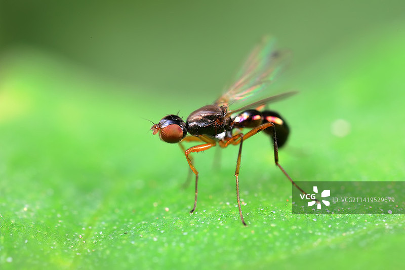 鼓翅蝇图片素材