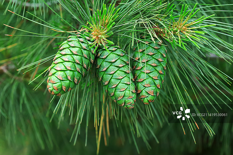 华南松图片素材