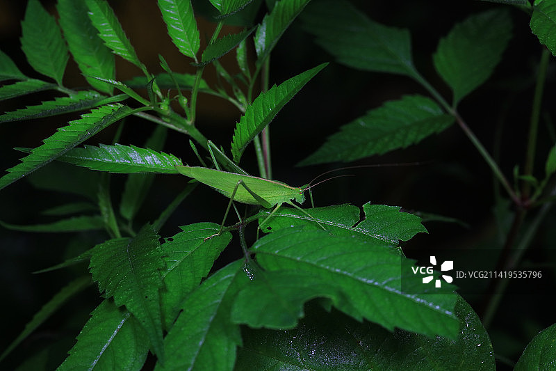 日本条螽图片素材