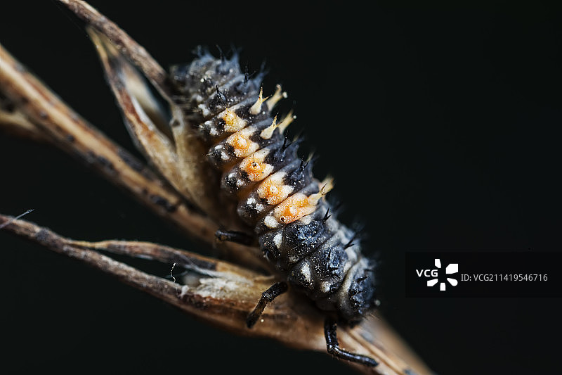 异色瓢虫图片素材