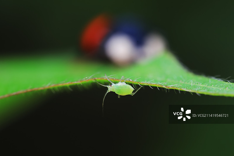 异色瓢虫图片素材