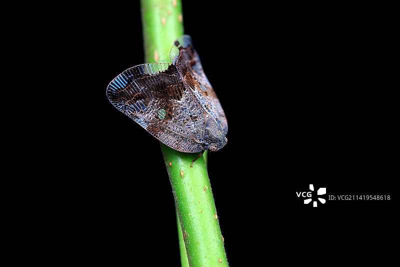 八点广翅蜡蝉图片素材