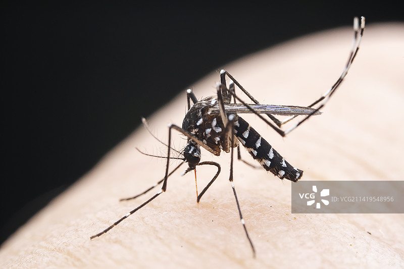 白纹伊蚊图片素材