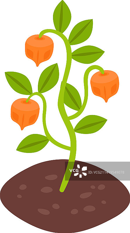 中式灯笼植物组合图片素材