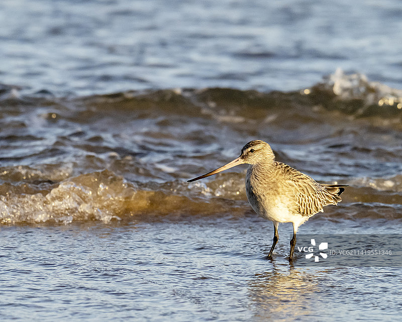 黑尾塍鹬在英国诺森伯兰郡班堡海滩觅食图片素材