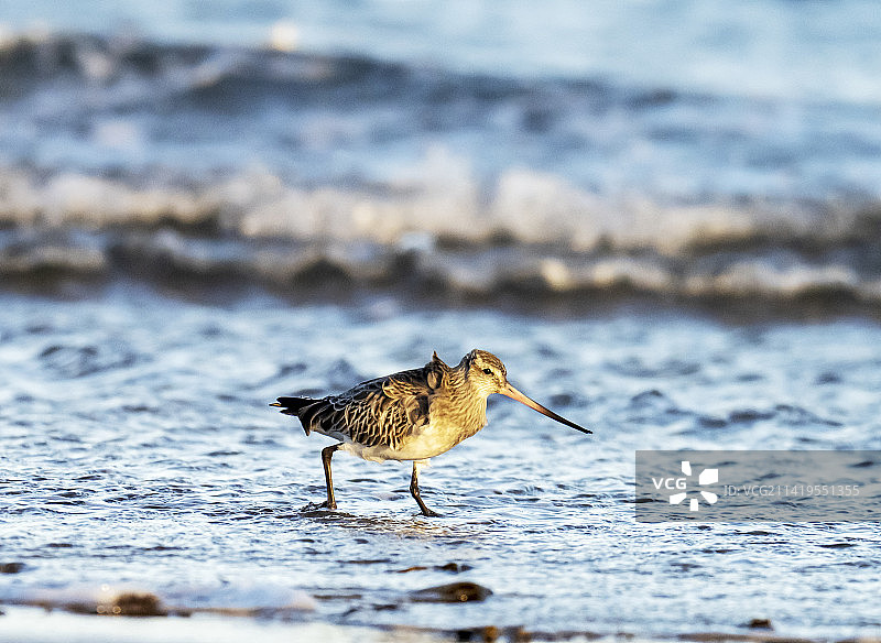黑尾塍鹬在英国诺森伯兰郡班堡海滩觅食图片素材