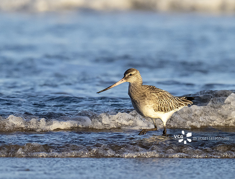 黑尾塍鹬在英国诺森伯兰郡班堡海滩觅食图片素材