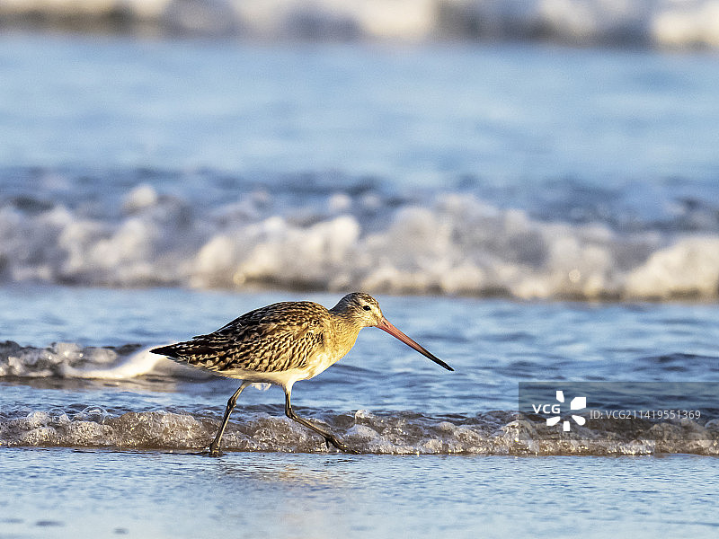 黑尾塍鹬在英国诺森伯兰郡班堡海滩觅食图片素材