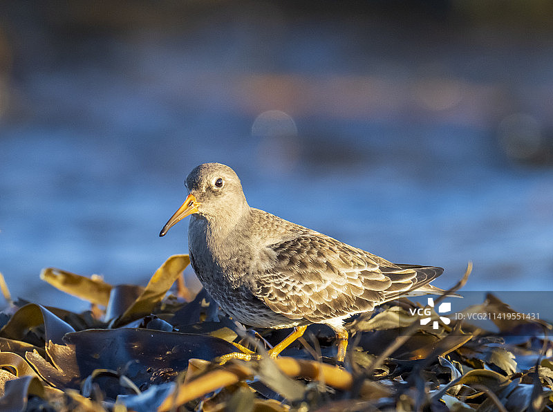在英国诺森伯兰郡班堡海滩觅食的紫鹬图片素材