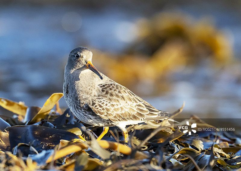 在英国诺森伯兰郡班堡海滩觅食的紫鹬图片素材