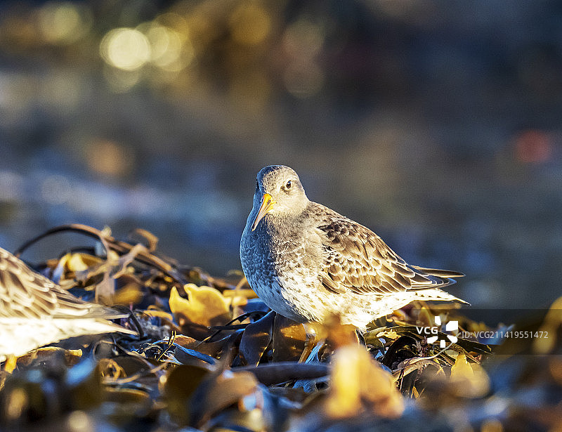 在英国诺森伯兰郡班堡海滩觅食的紫鹬图片素材