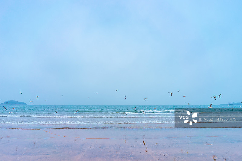中国青岛旅游城市拍摄主题，蓝天白云飞翔的海鸥和海洋海岸上的礁石沙滩，户外白昼无人图像摄影图片素材