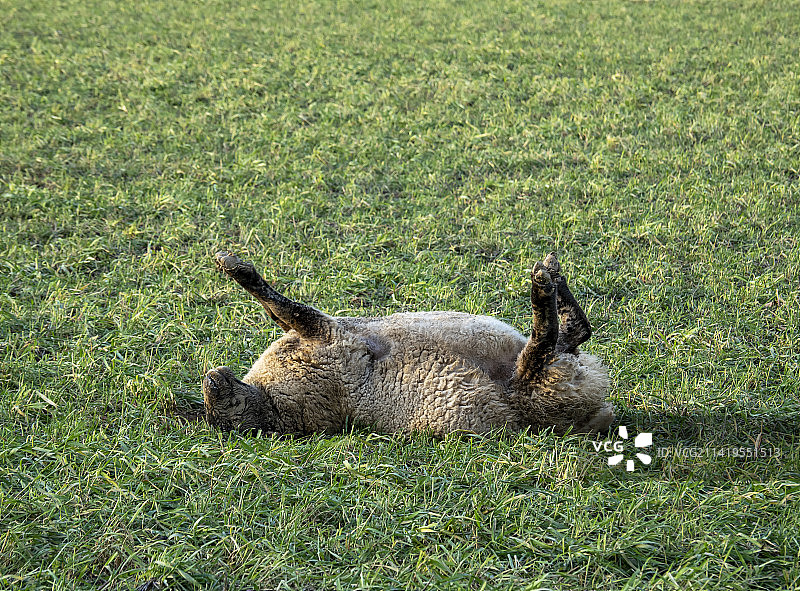 在英国诺森伯兰郡沃伦磨坊里，一只仰面朝天的绵羊图片素材