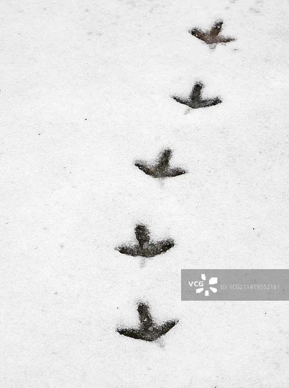 英国湖区：雪地里的野鸡足迹图片素材
