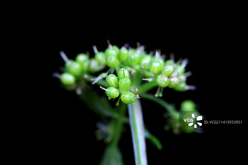 水芹果实图片素材
