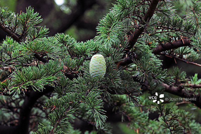 雪松果实图片素材