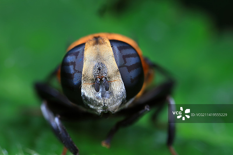 羽芒宽盾蚜蝇图片素材