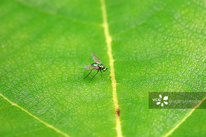 长足虻图片素材