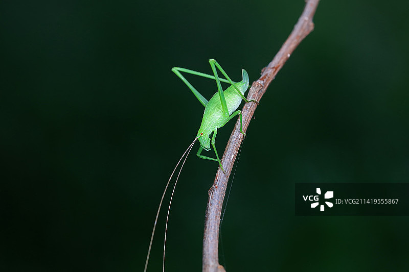 螽斯若虫图片素材