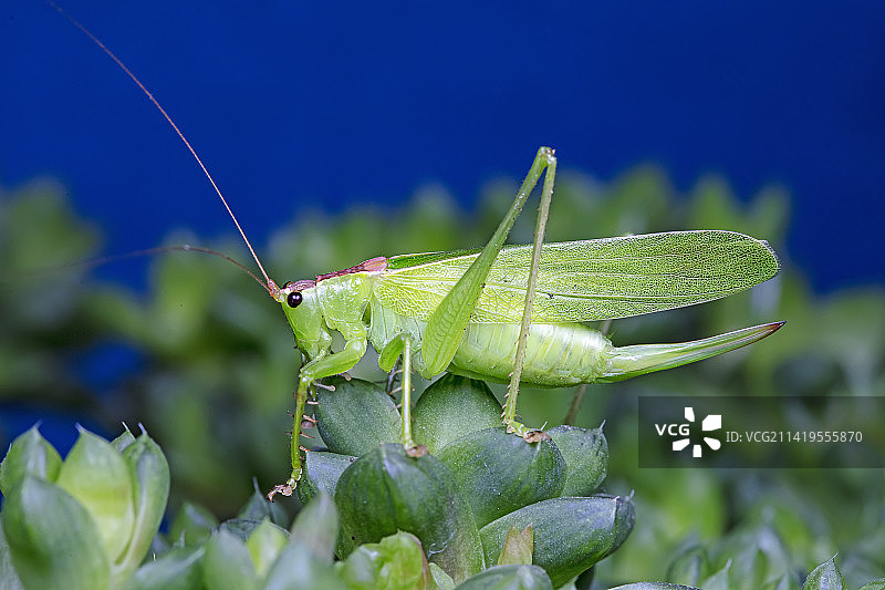 螽斯若虫图片素材