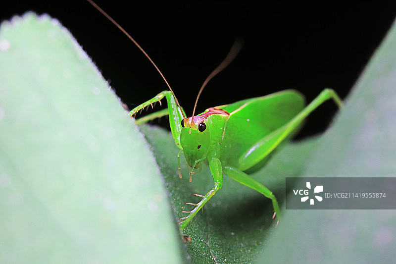 螽斯若虫图片素材