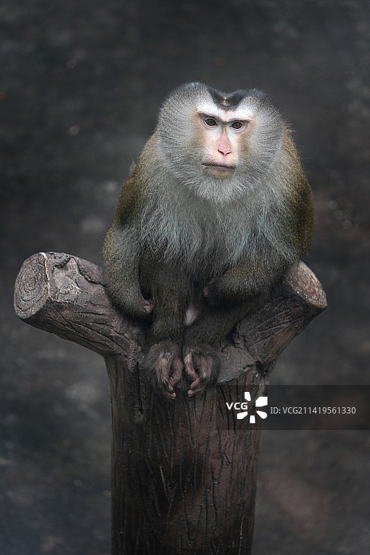 北豚尾猴图片素材