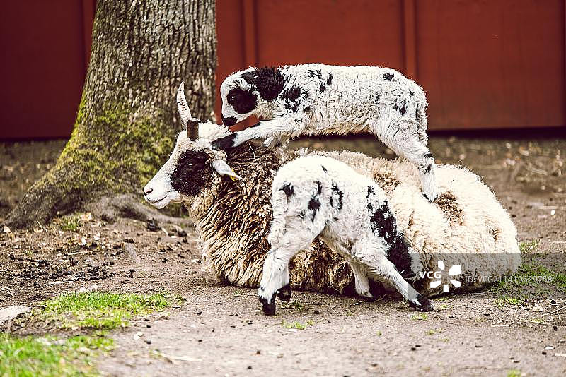 印度尼西亚田野上的山羊特写图片素材