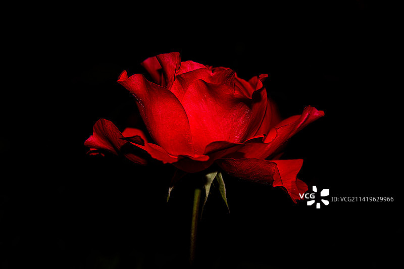 黑色背景下的红色玫瑰特写图片素材