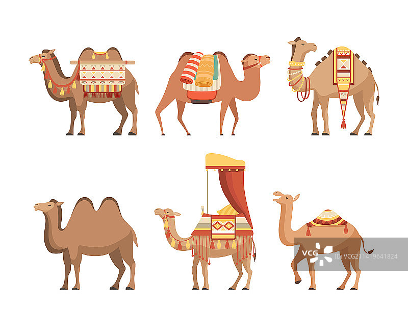 野生和家养沙漠骆驼图片素材