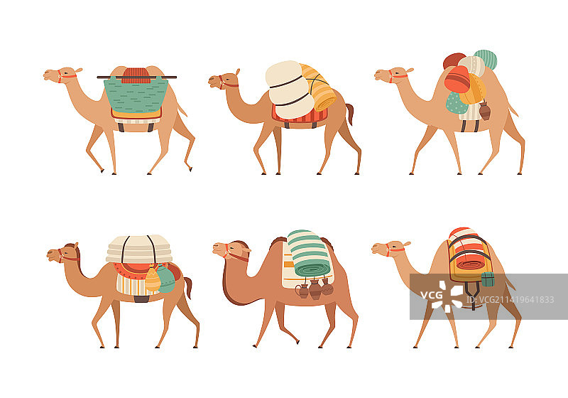 野生与家养骆驼图片素材