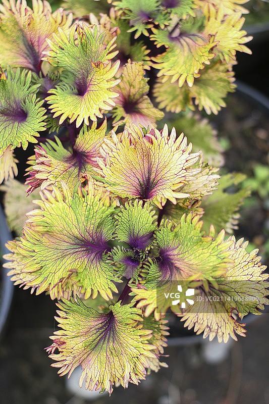 印度尼西亚的开花植物高角度视图图片素材