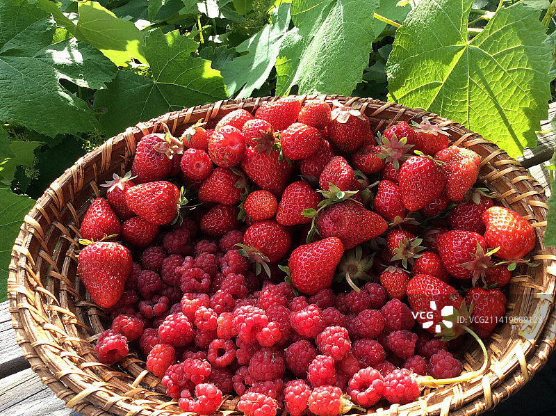 土耳其田野篮中草莓特写图片素材