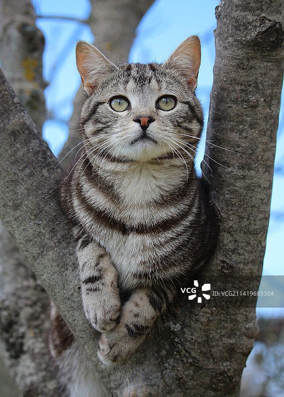 坐在树干上的猫的画像，克罗地亚图片素材